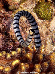 Sealife DC1000... by Richard Campbell 